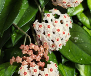 Hoja różowa