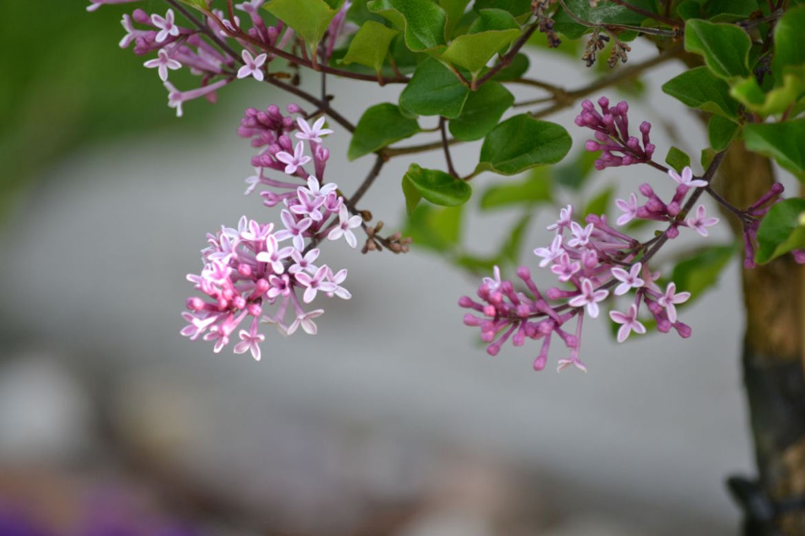 Lilak Meyera 'Palibin'