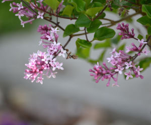 Lilak Meyera 'Palibin'