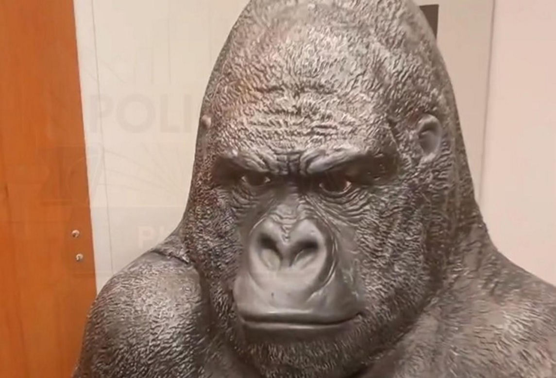 Skradziony goryl przejechał 50 km w bagażniku! Płocka policja odzyskała niezwykłą "zdobycz"