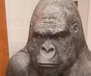 Skradziony goryl przejechał 50 km w bagażniku! Płocka policja odzyskała niezwykłą zdobycz