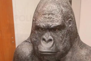 Skradziony goryl przejechał 50 km w bagażniku! Płocka policja odzyskała niezwykłą zdobycz