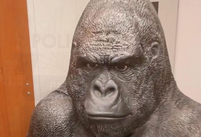 Skradziony goryl przejechał 50 km w bagażniku! Płocka policja odzyskała niezwykłą "zdobycz"