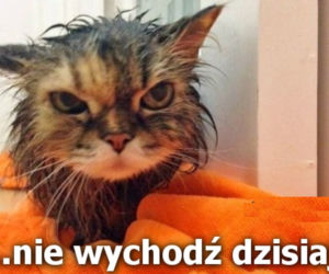 Lany Poniedziałek mem