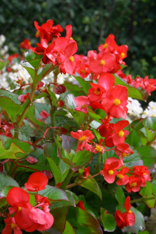 Begonia stale kwitnąca