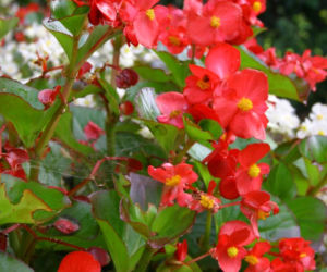 Begonia stale kwitnąca