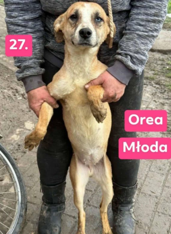 OTOZ Animals poszukuje domów dla psów