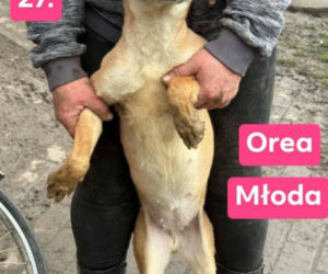 OTOZ Animals poszukuje domów dla psów