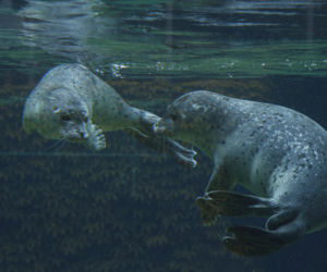 We wrocławskim zoo urodziły się dwie foki pospolite