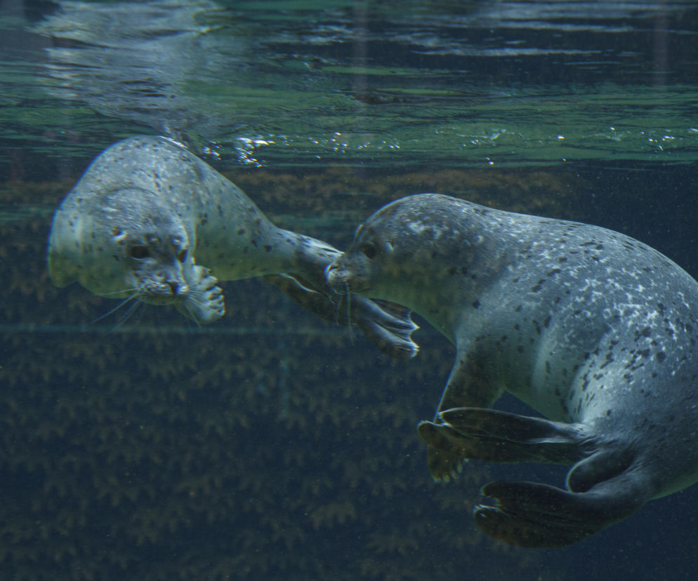 We wrocławskim zoo urodziły się dwie foki pospolite