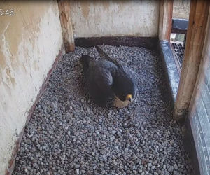 Sokoły wędrowne z komina PGE Toruń - Katarzyna i Piernik doczekały się jajek! 