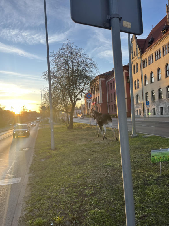 Dwa łosie spacerują po centrum Bydgoszczy. Trzeci zawędrował do Ostromecka, tam potracił go samochód