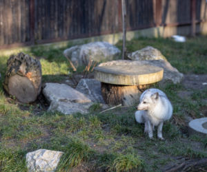 Posłanki i posłowie z wizytą w Zoo