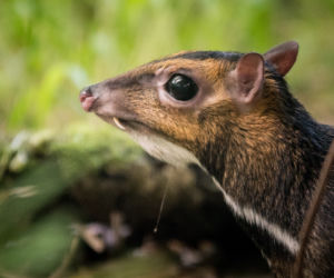 We wrocławskim zoo urodził się kanczyl filipiński