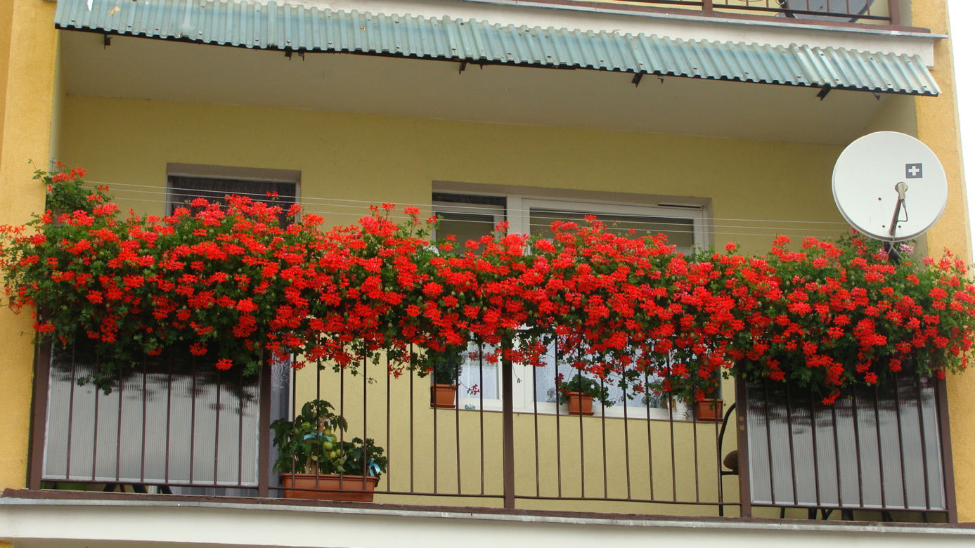 Najpiękniejsze balkony w Starachowicach