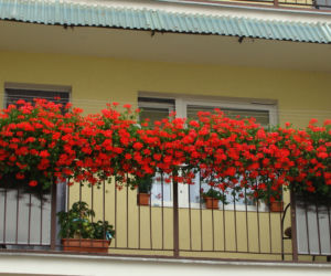 Najpiękniejsze balkony w Starachowicach