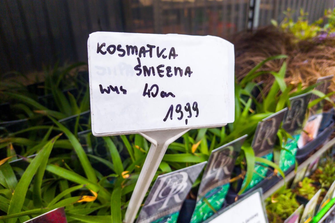 Kosmatka śnieżna – 19,99 zł/szt.