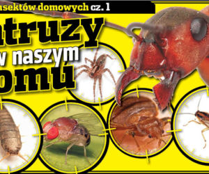 Intruzy w naszym domu