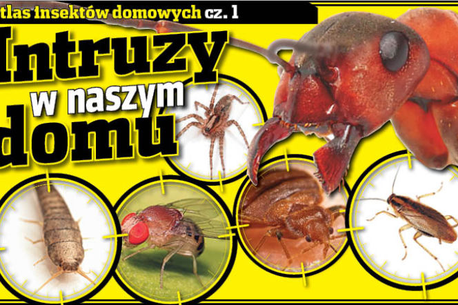Intruzy w naszym domu