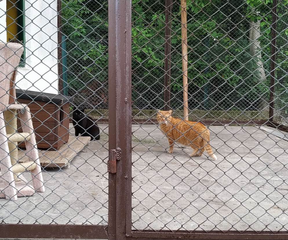 Koty krakowskiego schroniska dla zwierząt potrzebują pomocy. Daj im dom, albo chociaż koc