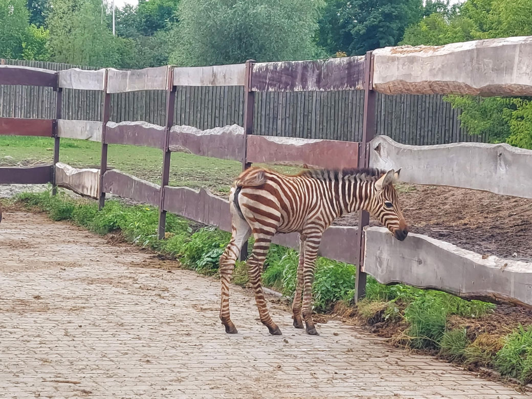 Mała zebra w zamojskim ZOO