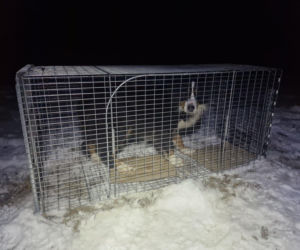 Cała Bydgoszcz żyła tą historią. Najsłynniejszy pies w końcu bezpieczny. „Jesteście naszymi bohaterami”