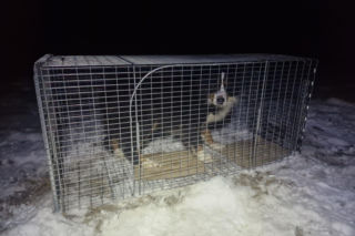 Cała Bydgoszcz żyła tą historią. Najsłynniejszy pies w końcu bezpieczny. „Jesteście naszymi bohaterami”