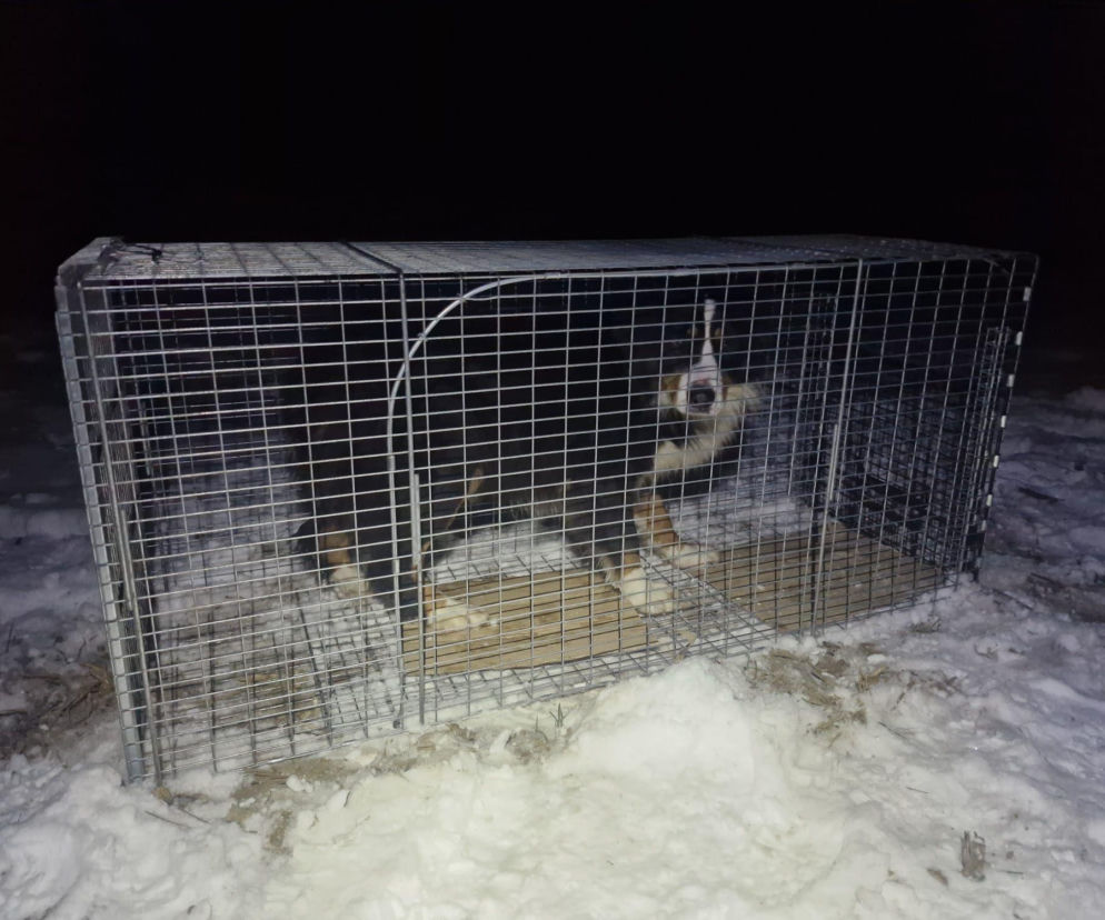 Cała Bydgoszcz żyła tą historią. Najsłynniejszy pies w końcu bezpieczny. „Jesteście naszymi bohaterami”