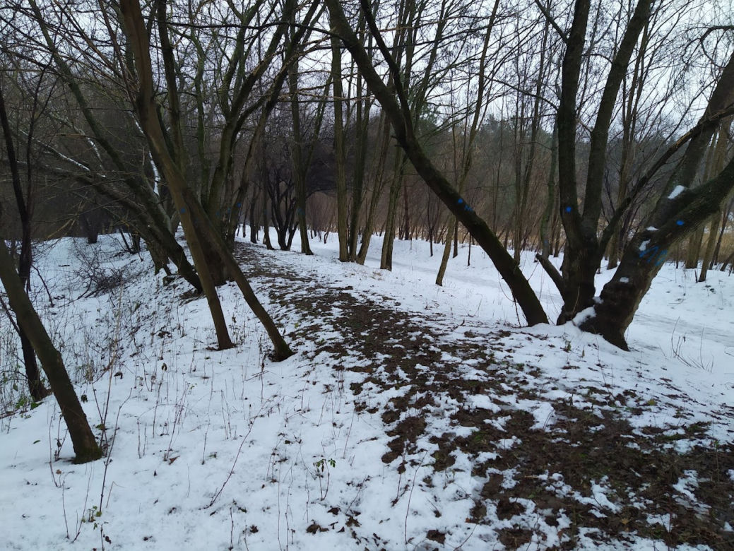 Wyciętych ma zostać co najmniej 131 drzew