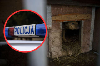 Makabra pod Skierniewicami. Na posesji policjanci znaleźli kilkanaście martwych psów. Pozostałe zwierzęta walczą o życie