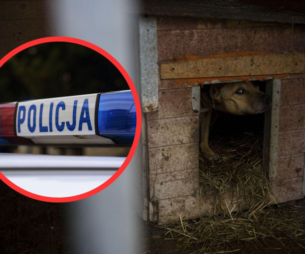 Makabra pod Skierniewicami. Na posesji policjanci znaleźli kilkanaście martwych psów. Pozostałe zwierzęta walczą o życie
