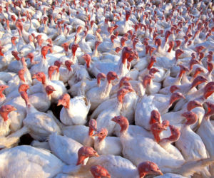 Właściciel nielegalnej fermy indyków w Strusach oskarżony o składowanie na niej szkodliwych odpadów