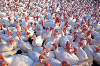 Właściciel fermy indyków w Strusach oskarżony o składowanie szkodliwych odpadów