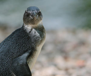 5 To pierwszy wykluty w łódzkim zoo pingwin przylądkowy