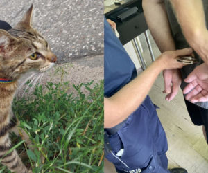Wyrzucił do rowu kota w worku! 62-latek bez serca