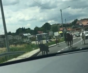 Szaleńczy rajd koni na trasie Kraków-Warszawa
