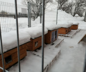 Cztery nowe oazy dla kotów w Suwałkach [ZDJĘCIA]