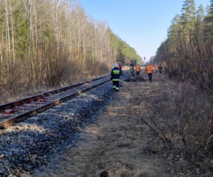Tragedia na torach. Pociąg Intercity zderzył się z żubrami. Co z pasażerami?