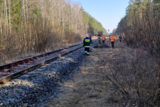 Tragedia na torach. Pociąg Intercity zderzył się z żubrami. Co z pasażerami?