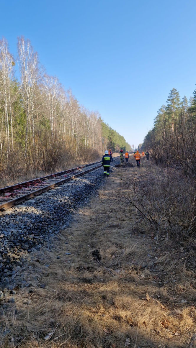 Tragedia na torach. Pociąg Intercity zderzył się z żubrami. Co z pasażerami?