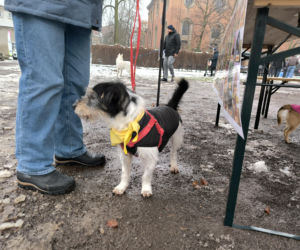 Spacer z pieskami w Lesznie