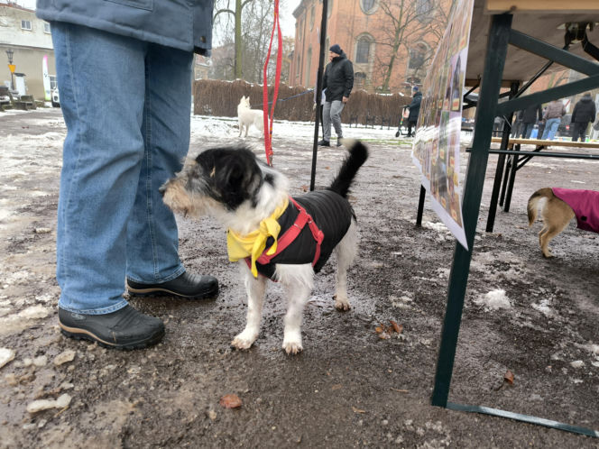 Spacer z pieskami w Lesznie