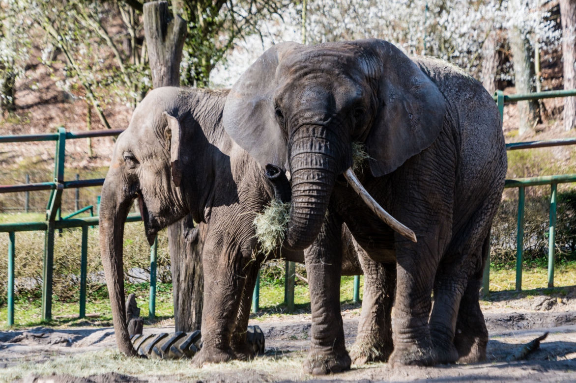 Koronawirus w Trójmieście. Zwierzęta z zoo tęsknią za ludźmi