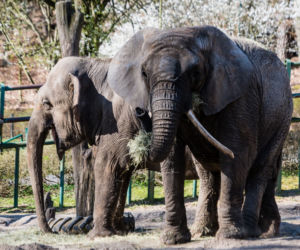 Koronawirus w Trójmieście. Zwierzęta z zoo tęsknią za ludźmi