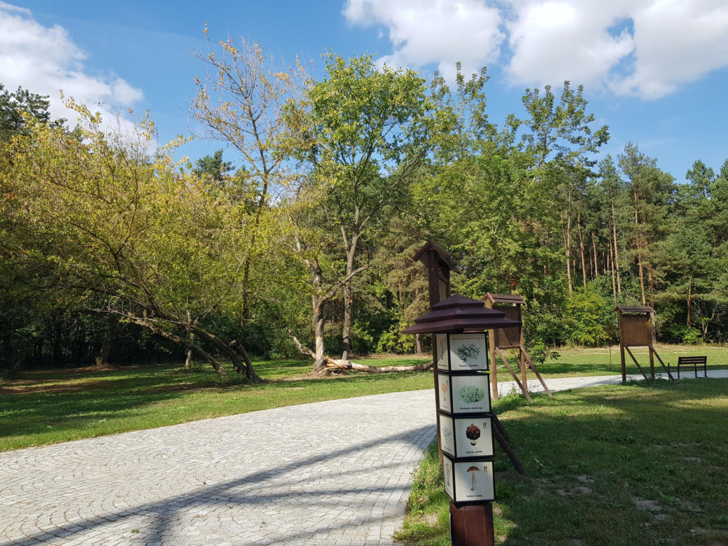 Wieża widokowa w Uhowie. To najwyższa wieża na Podlasiu [ZDJĘCIA]