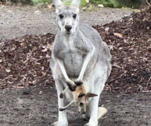 Zwierzak Roku 2025 Warszawskiego ZOO. Oto nominowane zwierzaki