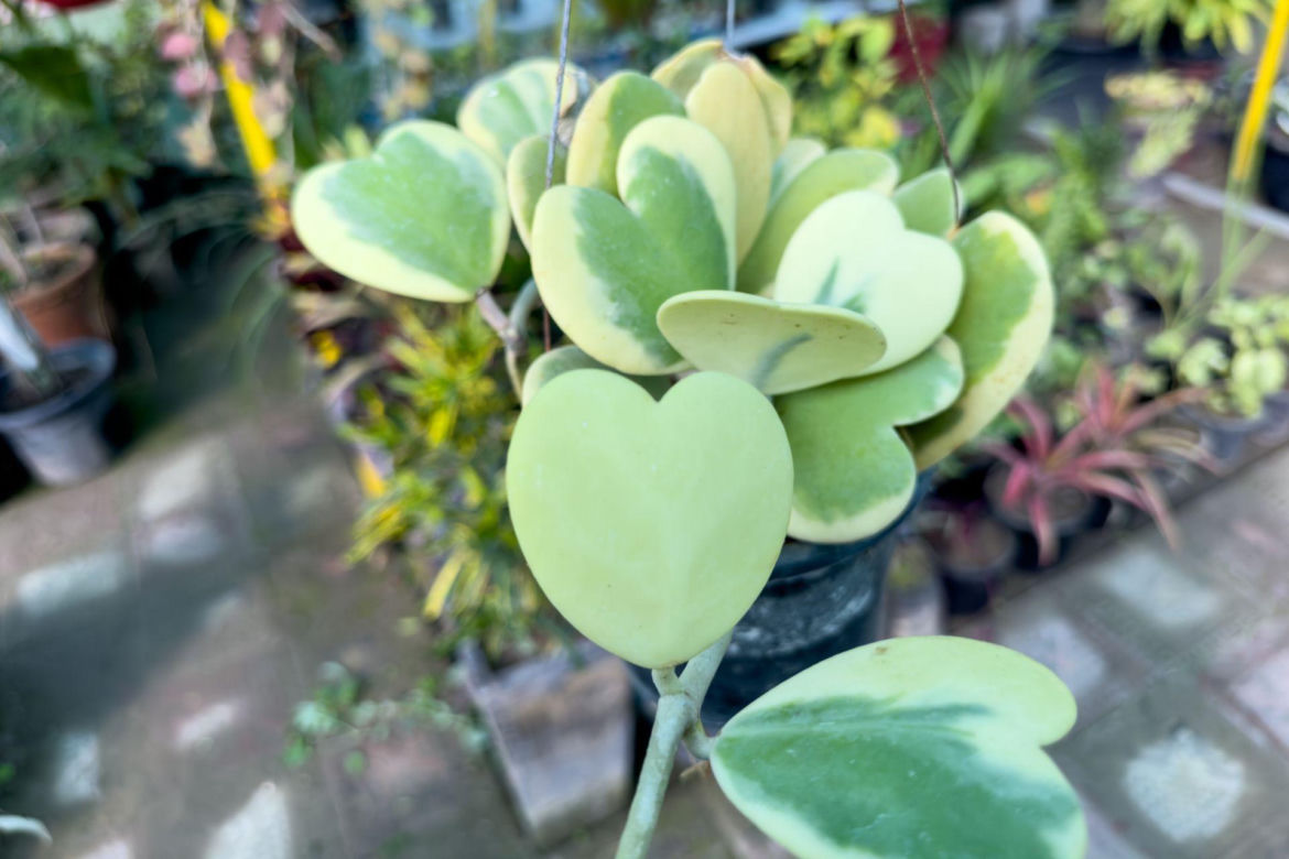 Hoya kerrii