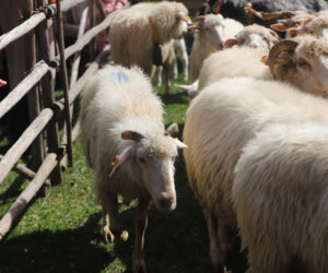 Wiosenny redyk w Ludźmierzu