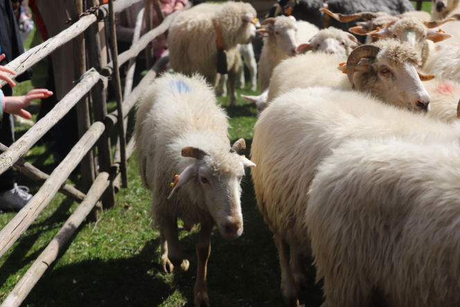 Wiosenny redyk w Ludźmierzu