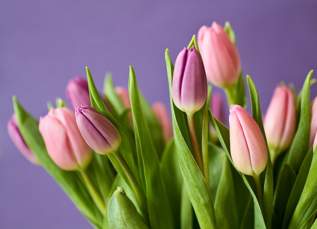 TULIPANY 